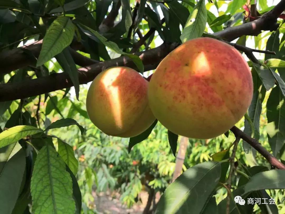 微信图片_20201118133150.jpg 微信图片_20201118133150.jpg