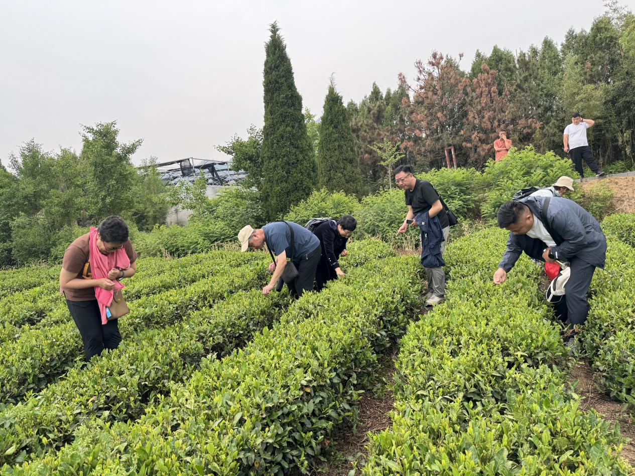 1717485779306231.jpeg 1717485779306231.jpeg